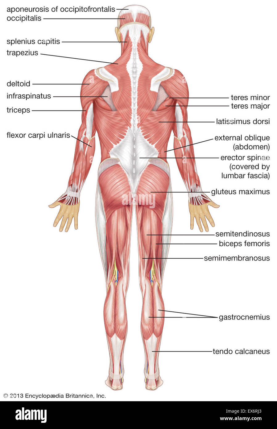 Posterior view of human muscular system Stock Photo