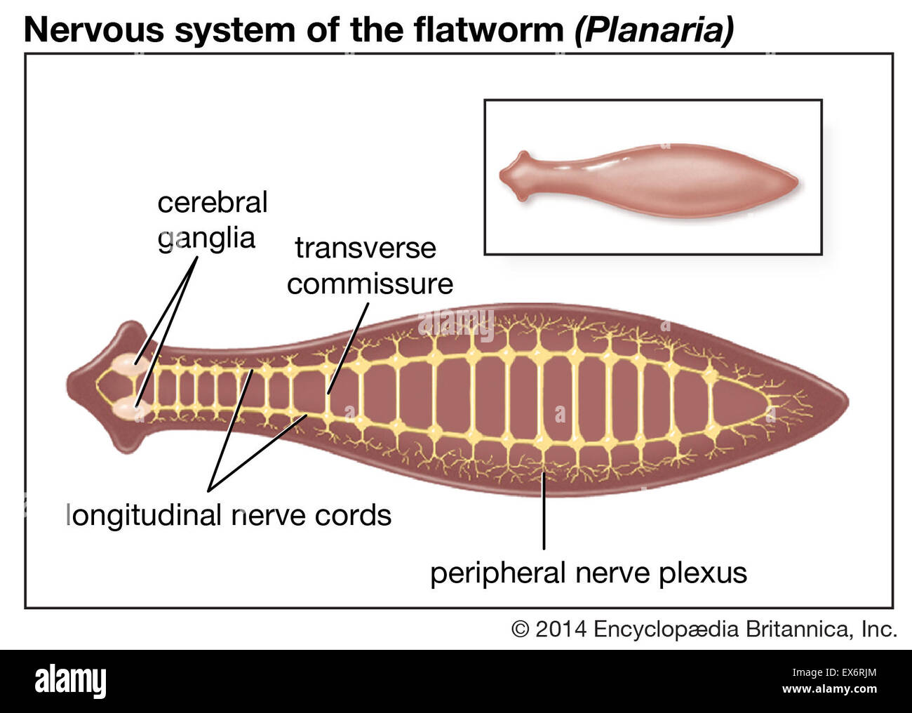Flatworm Diagram Nervous System Of The Flatworm EX6RJM