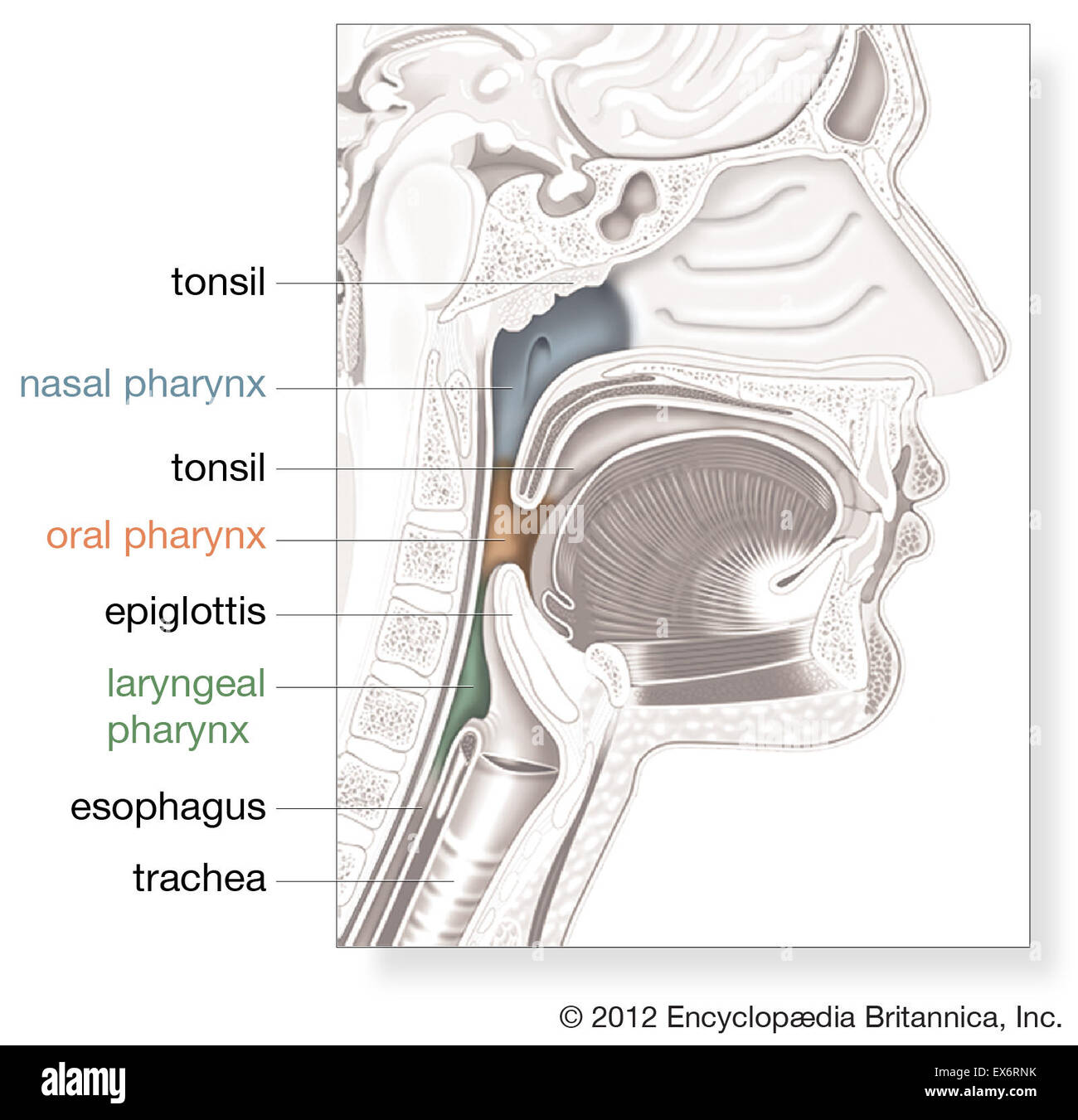 Pharynx Model Labeled