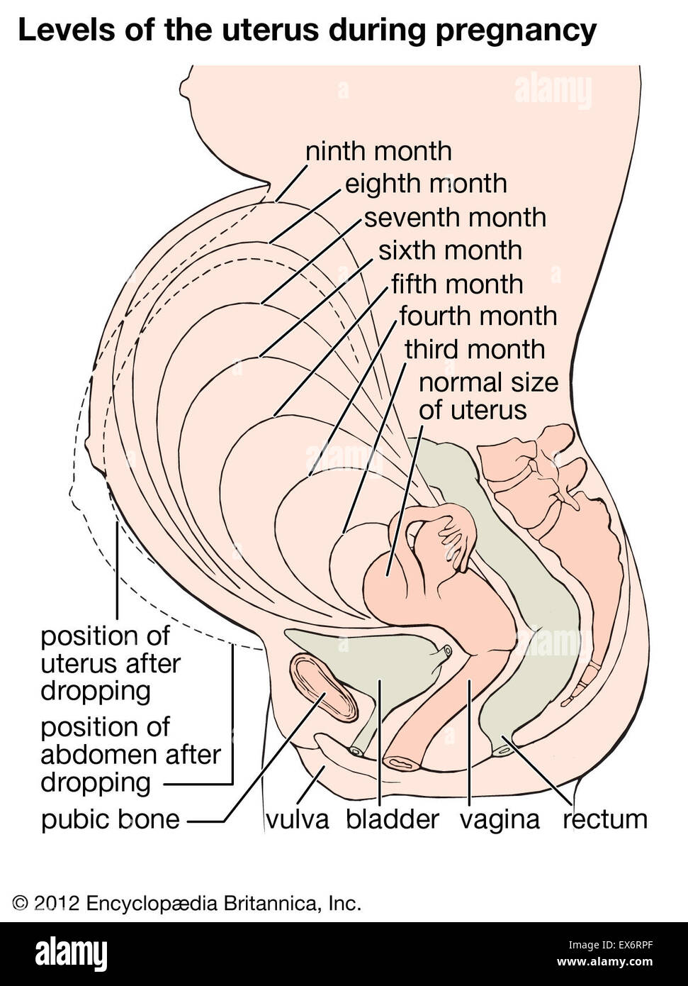 Levels of the uterus during pregnancy Stock Photo