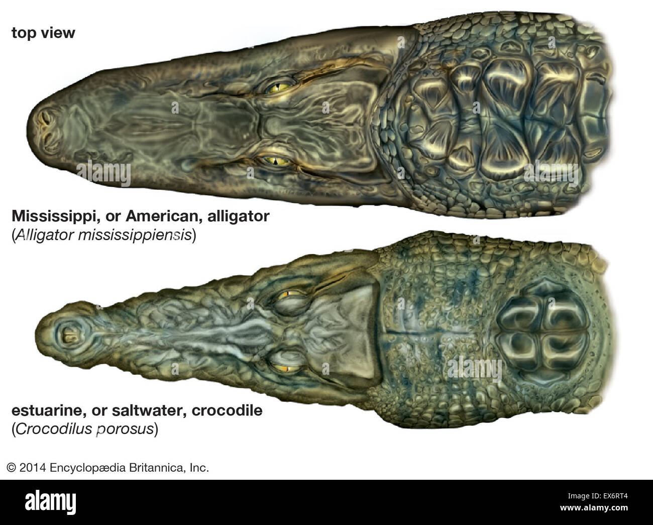 Comparison of alligators and crocodiles Stock Photo