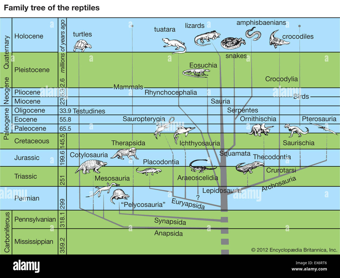 Family tree of the reptiles Stock Photo