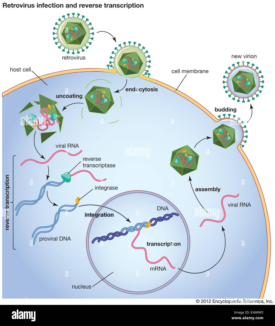 Retrovirus infection and reverse transcription Stock Photo