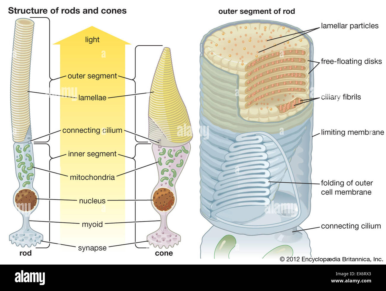 Rods cones hi-res stock photography and images - Alamy