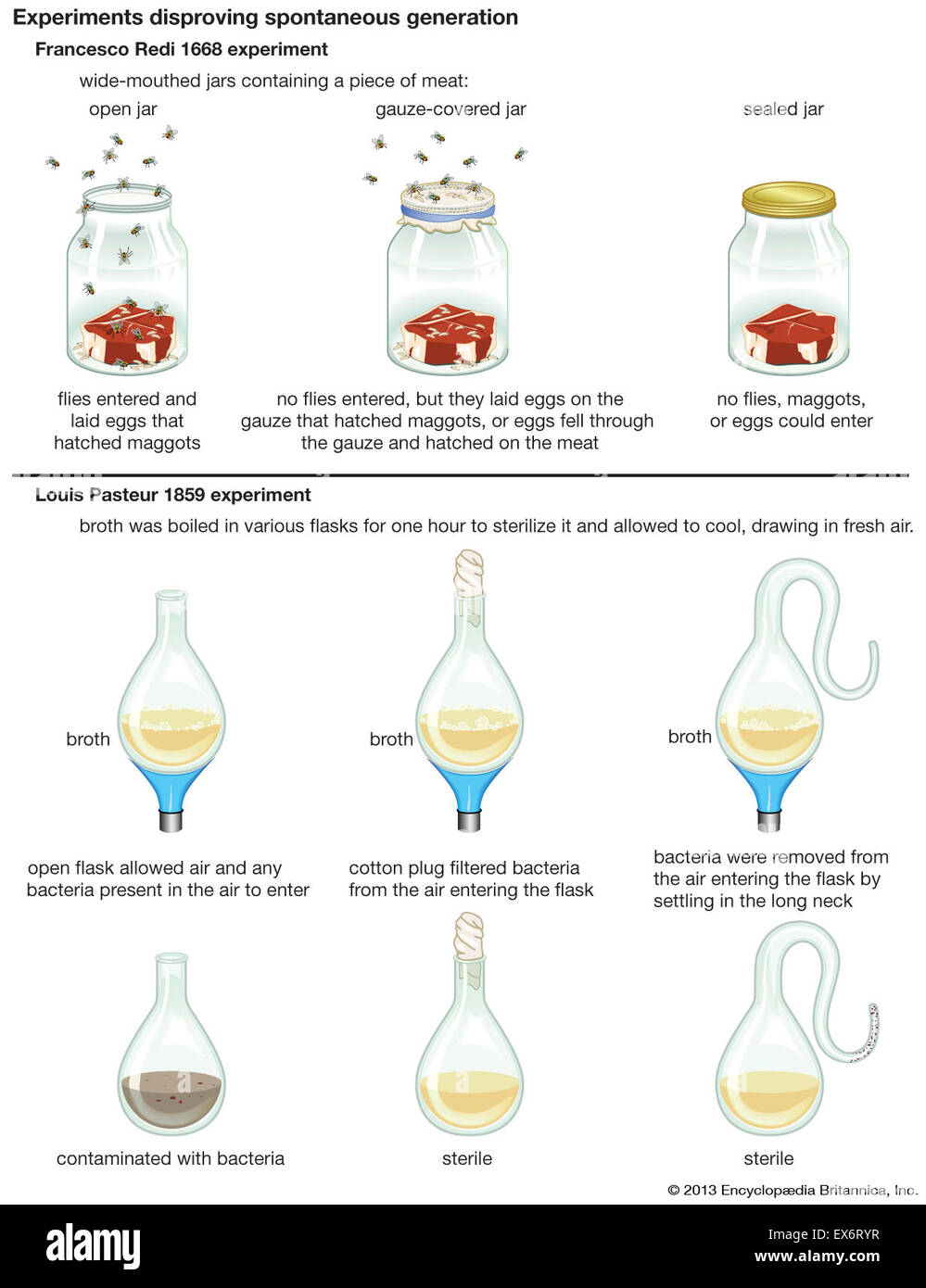 Experiments disproving spontaneous generation Stock Photo