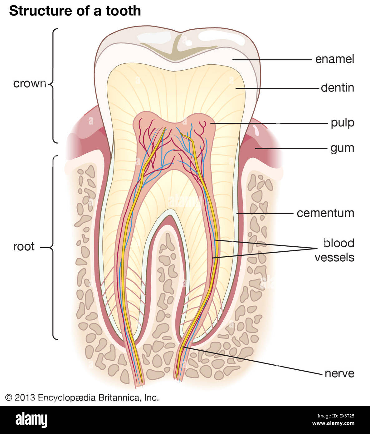Tooth Structiure Structure of a tooth diagrams human anatomy teeth hi-res stock ...