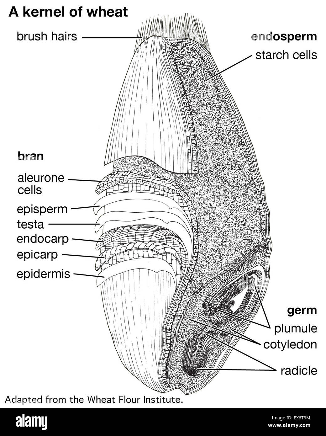 Wheat Grain Structure