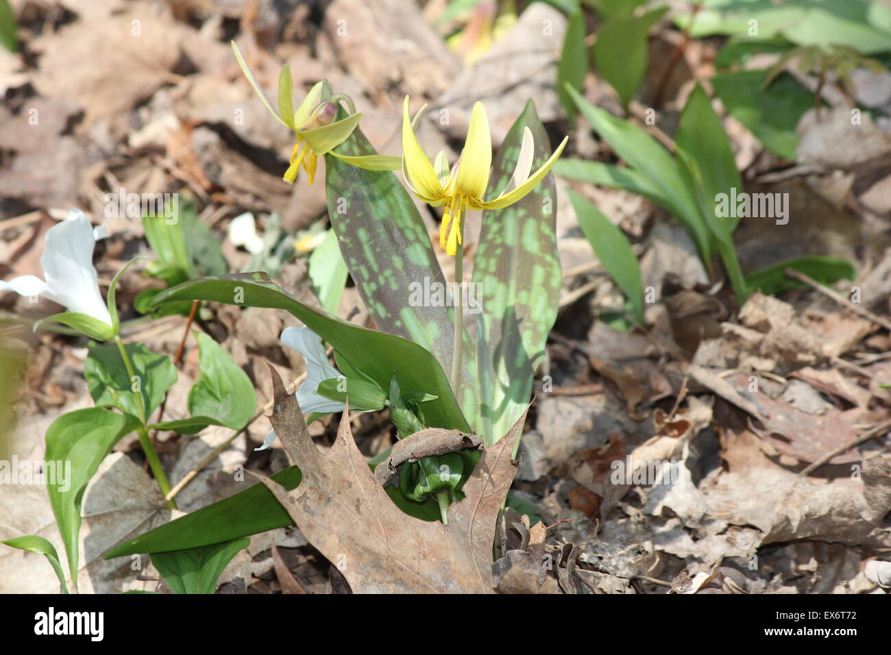 Pretty yellow Trout Lily (Erythronium americanum) growing on the forest