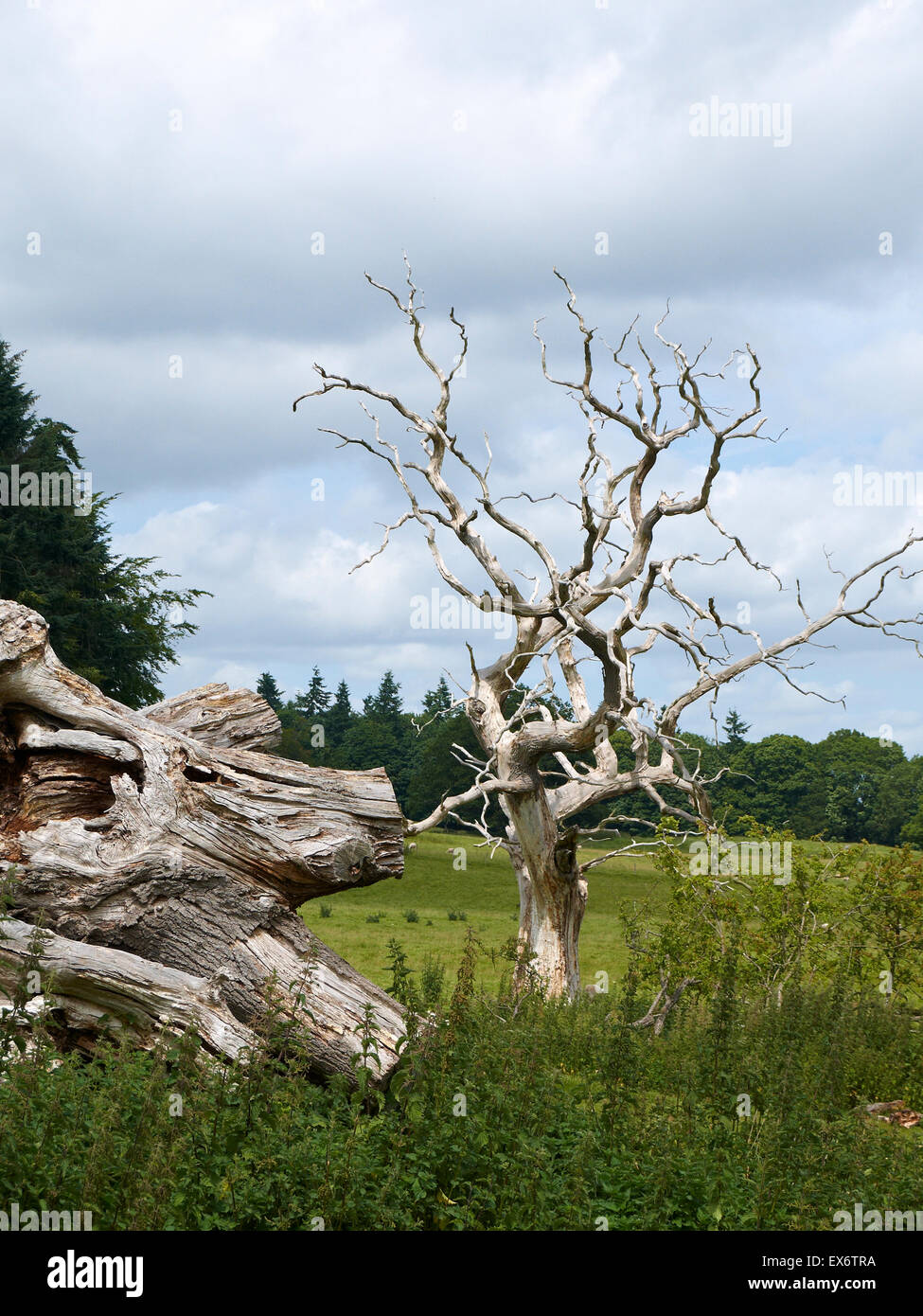 Dead Oak tree in the grounds of Chirk Castle Wrexham Wales UK Stock Photo