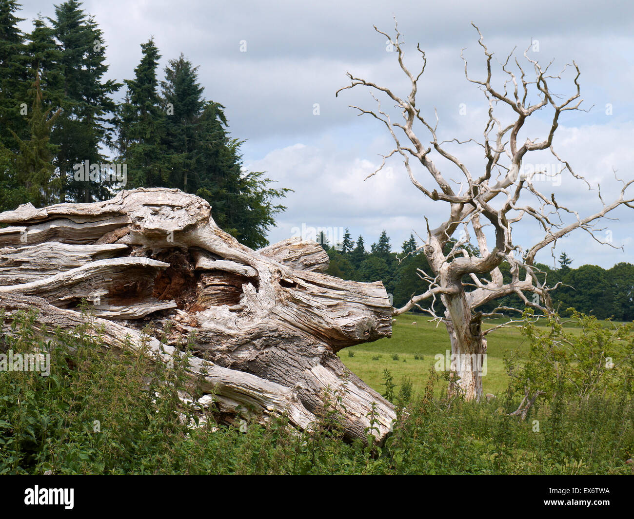 Dead Oak tree in the grounds of Chirk Castle Wrexham Wales UK Stock Photo