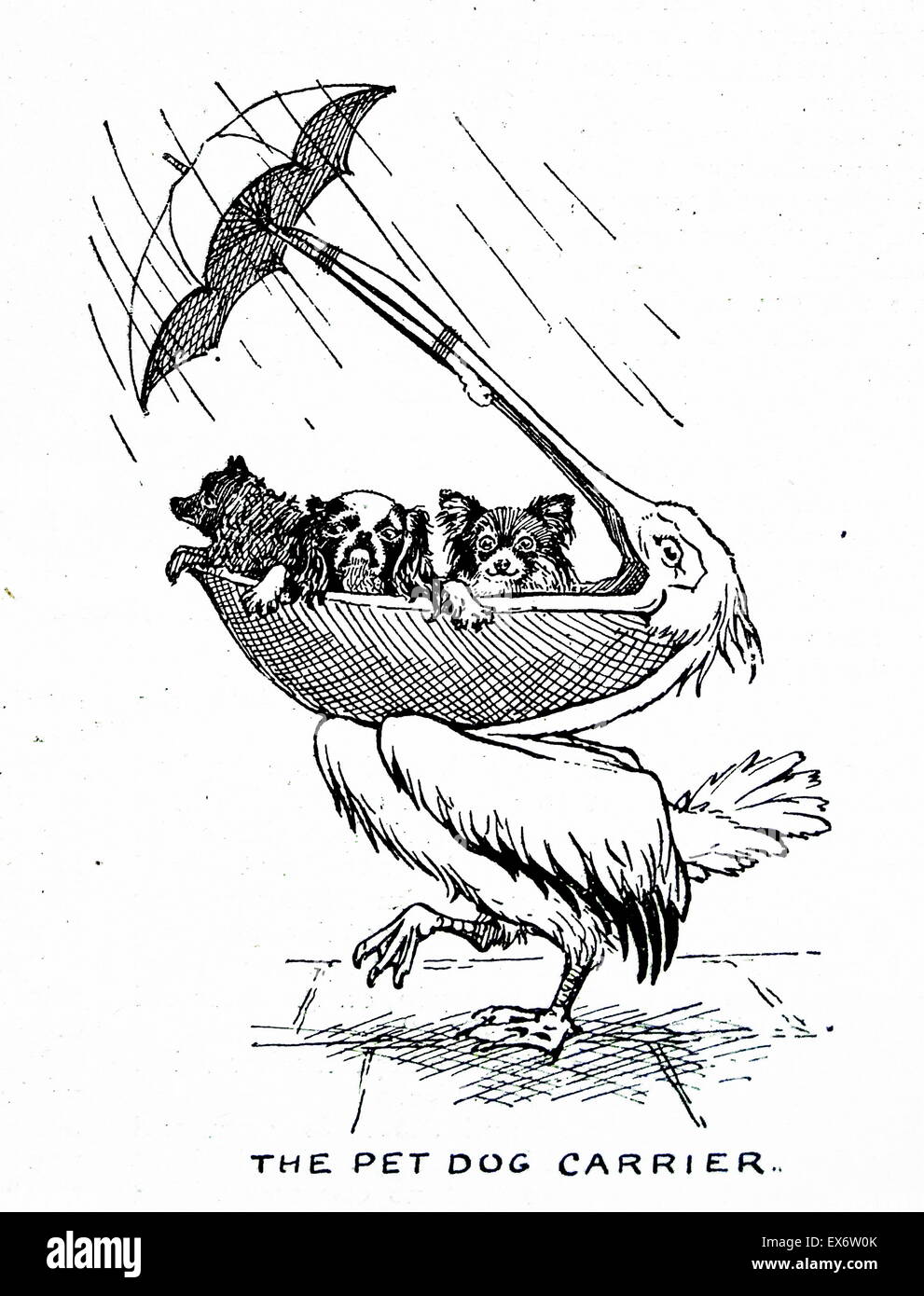 From a series of illustrations depicting a pelican 1900 Stock Photo