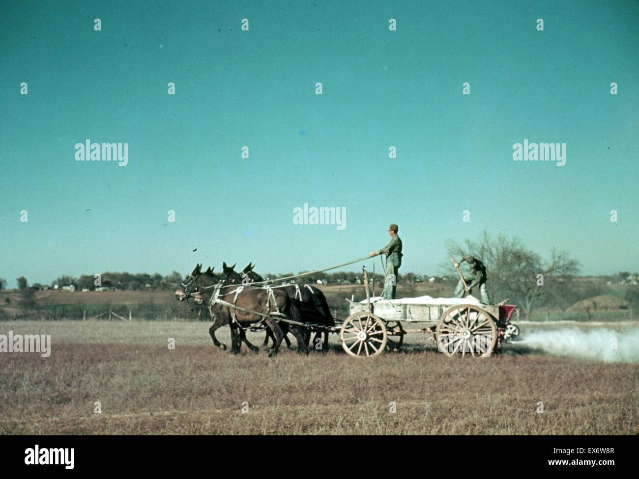 Georgia Oat Field, might be South-eastern Georgia, U.S. (men and fertilizer wagon), colour, by photographer Marion, Post Wolcott, (1910-1990). 1940. Stock Photo