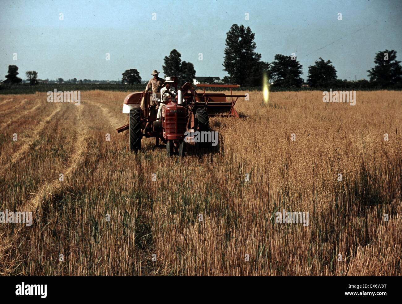 Harvesting oats, south-eastern Georgia. Photographer Marion Post Walcott, (1910-1990). ca. 1940. Colour Stock Photo