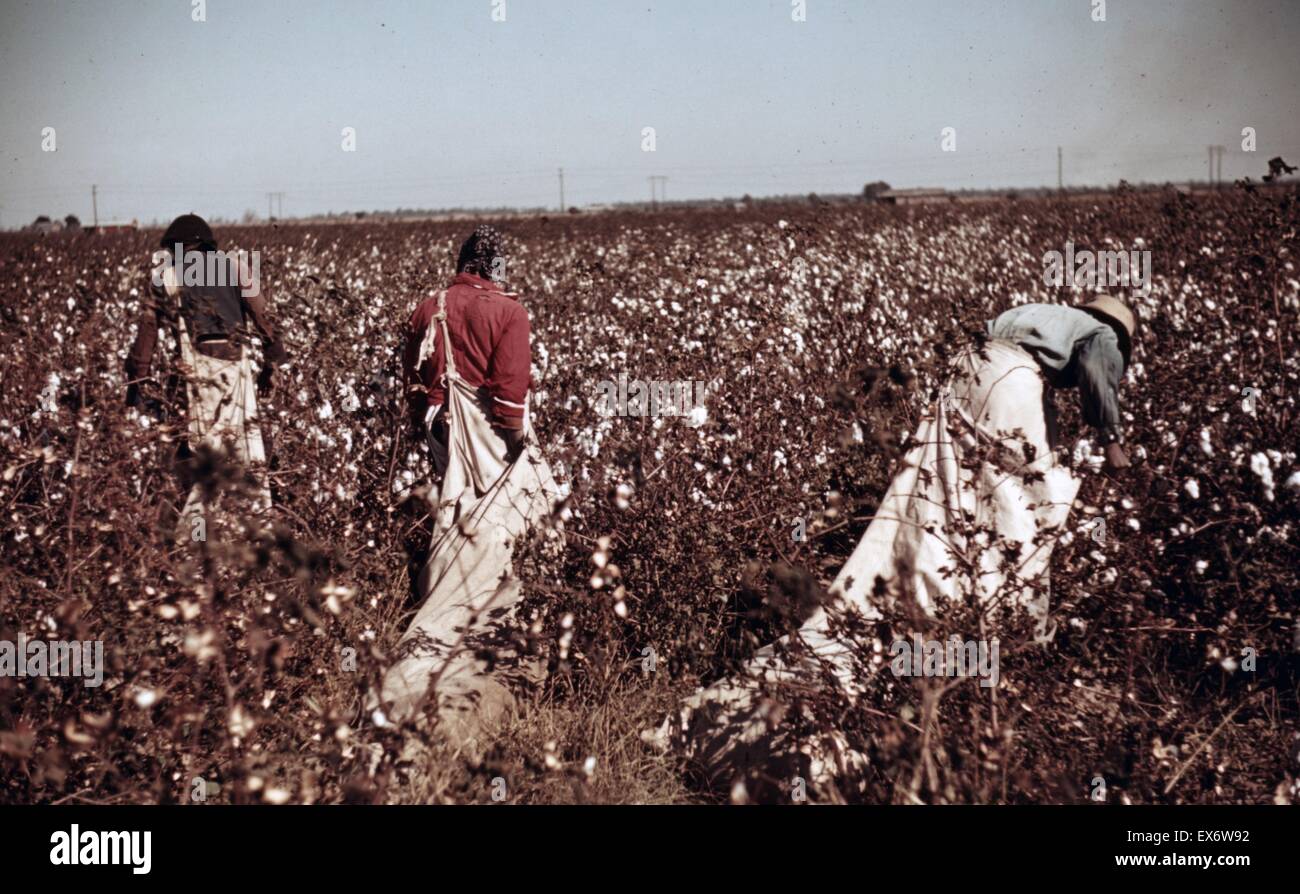 Day labourers picking cotton near Clarksdale, Mississippi. Photographer Marion Post Wolcott (1910-1990). November 1939. Colour. Stock Photo