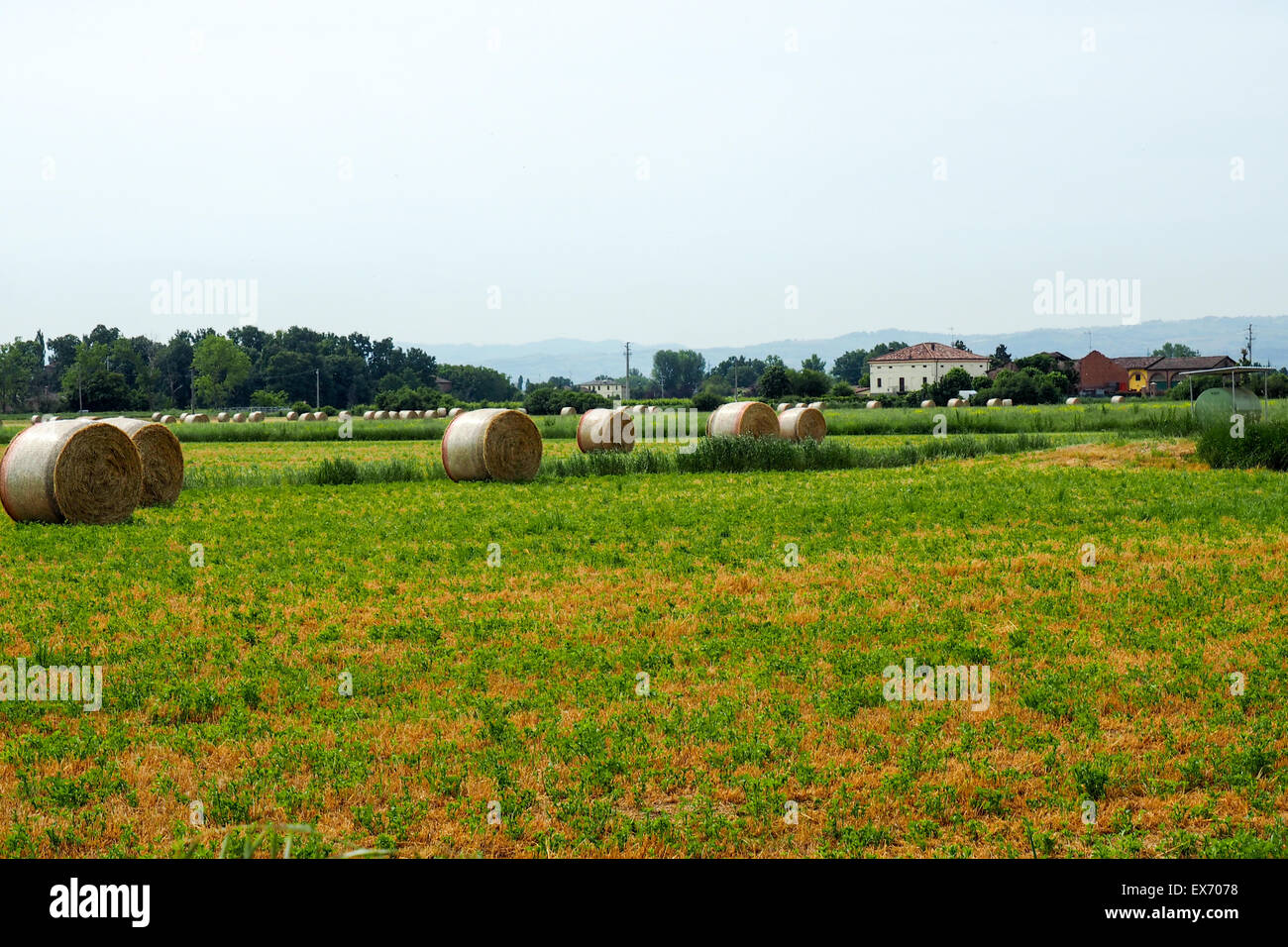 Rolled hay bales in harvested wheat field. Stock Photo