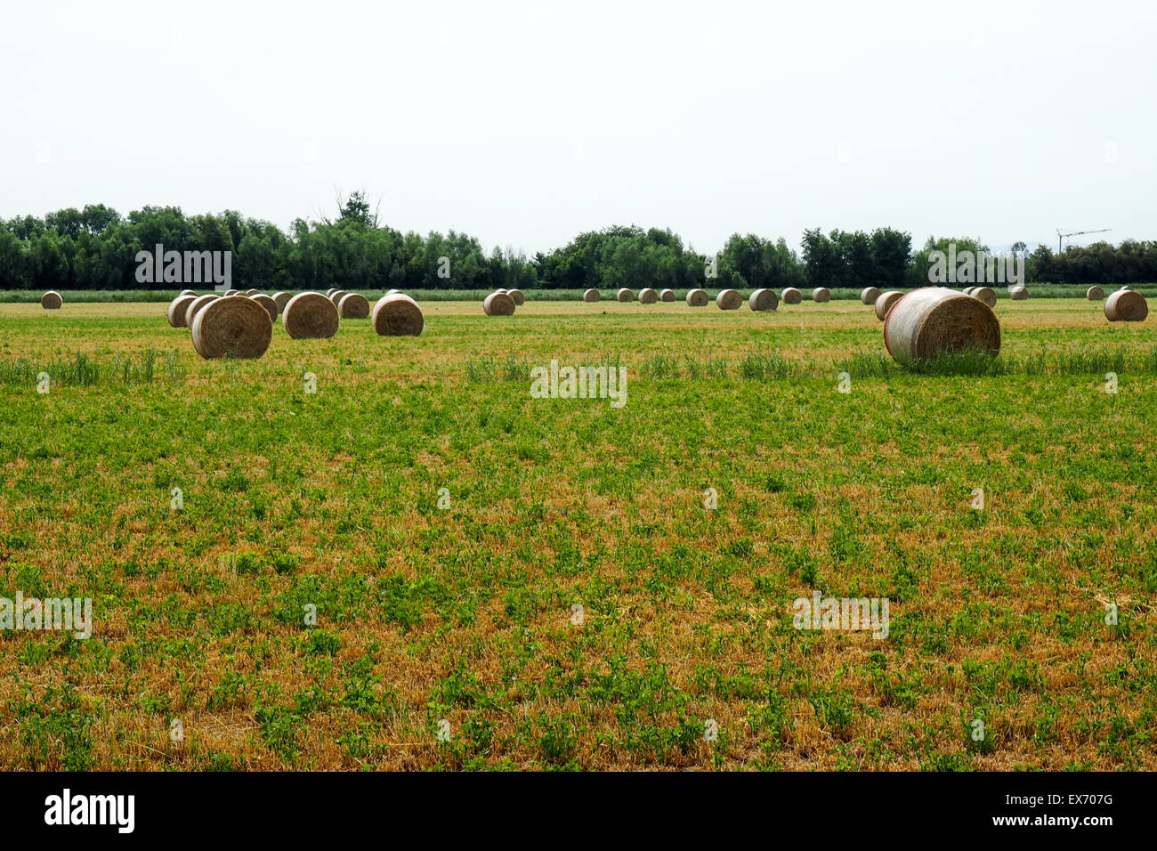 Rolled hay bales in harvested wheat field Stock Photo - Alamy