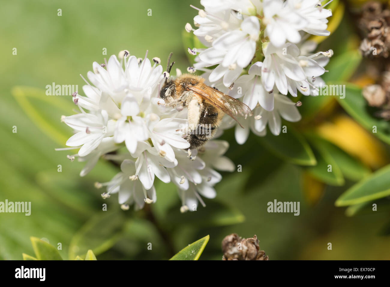 Hidden amongst the masses of small florets of the white Hebe the honey bee busy collecting pollen Stock Photo