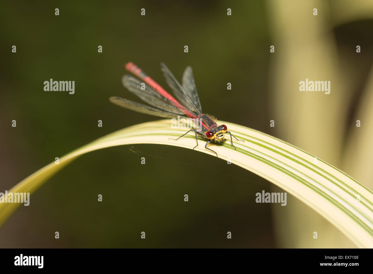 A newly emerged large male deep red damselfly Pyrrhosoma nymphula on variated water reed leaf with large compound eyes Stock Photo