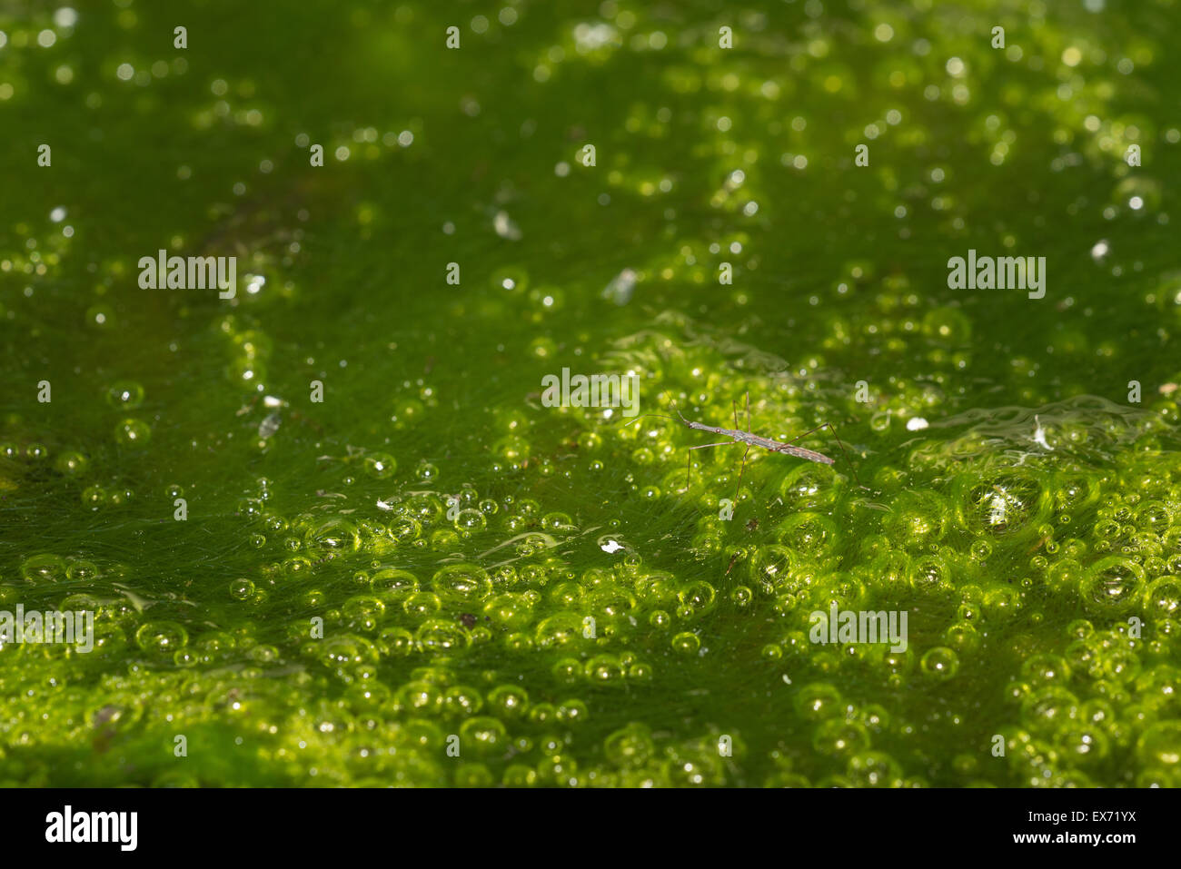 Small Water Measurer Hydrometra stagnorum a bug insect walking on surface of pond looking for prey blending in Stock Photo