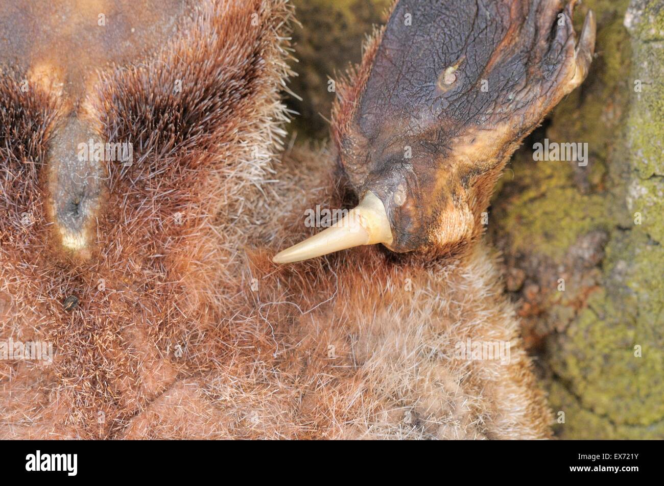 Platypus Ornithorhynchus anatinus Spur of male from dead specimen Shows one hole as in monotreme Photographed in Tasmania Stock Photo