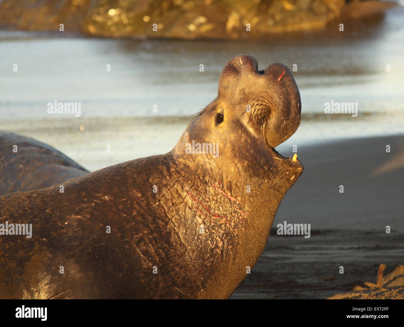 An Elephant Seal bull bellowing loudly. Stock Photo
