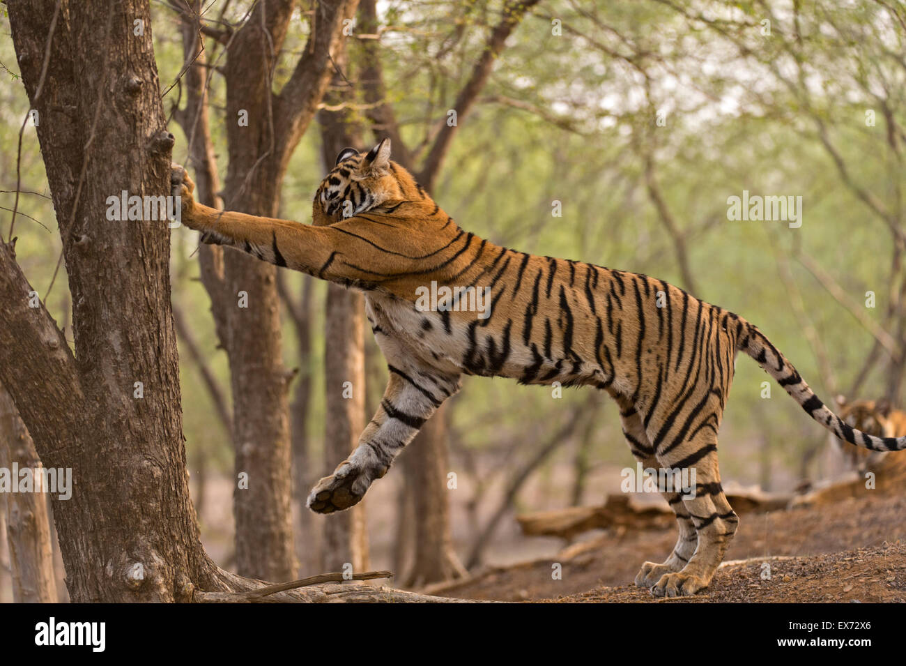 Tiger marking a tree trunk with his claws in the dry deciduous forests