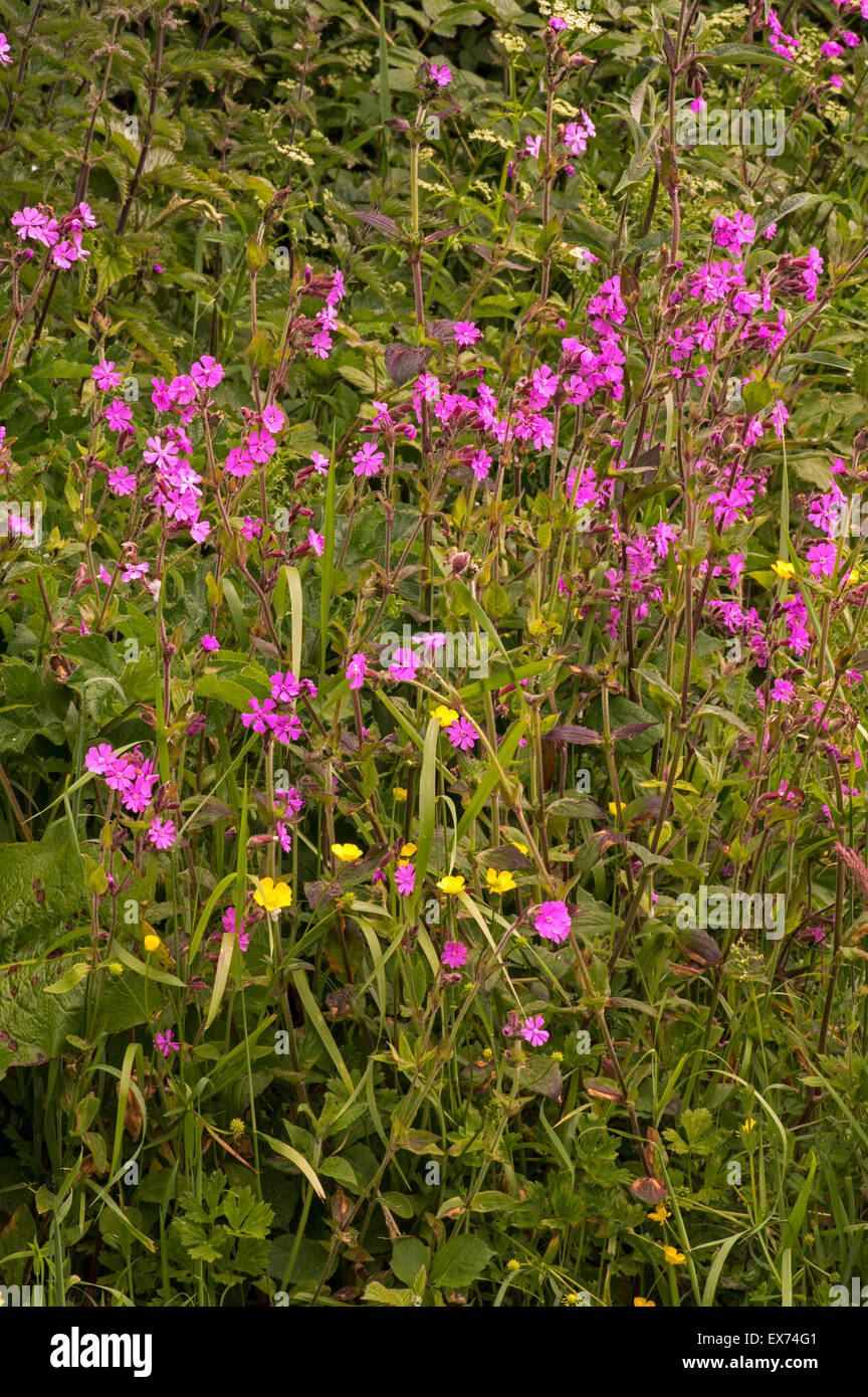 wild flowers at the base of a hedge in early summer. Stock Photo