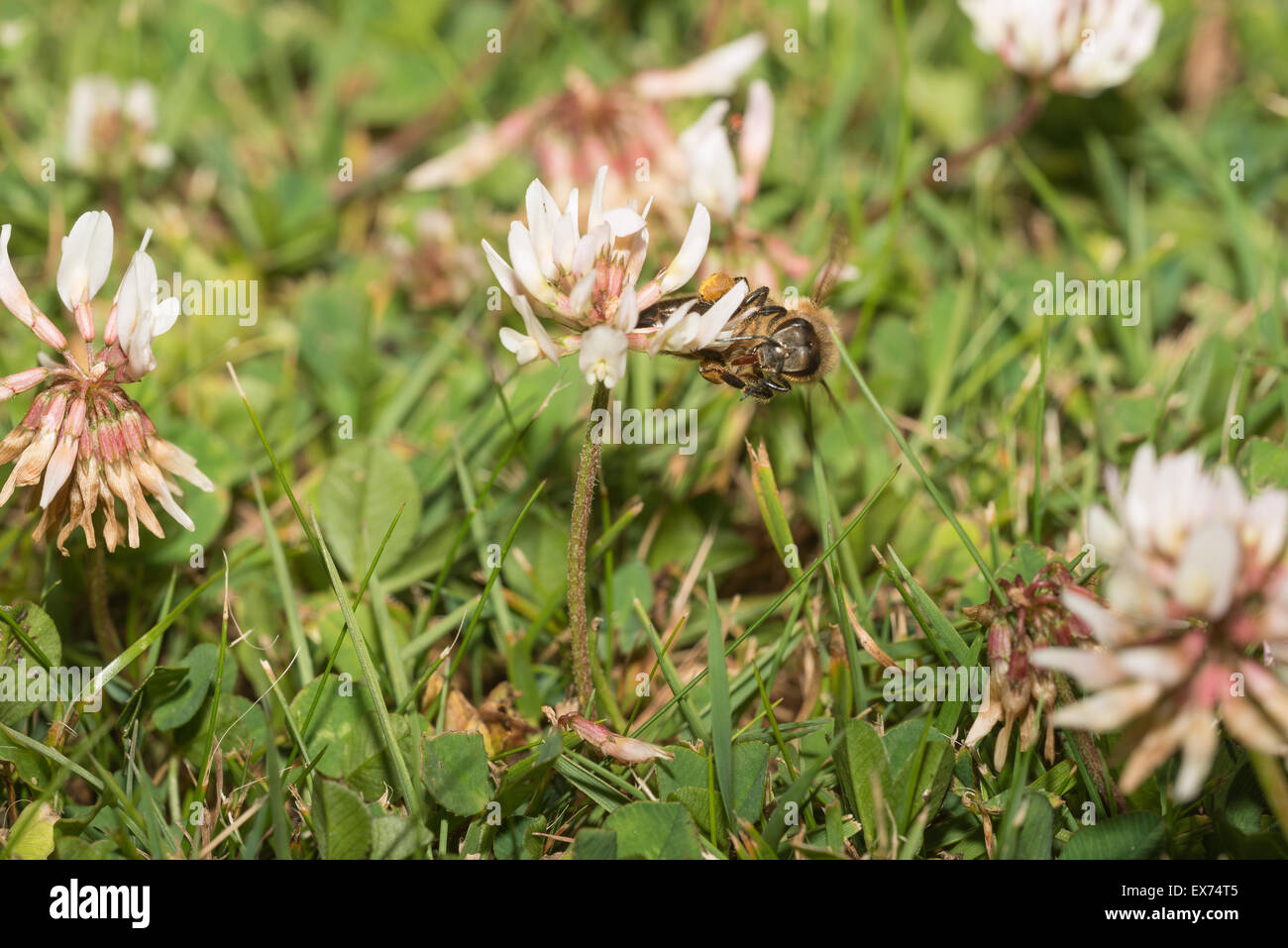 Honey bee worker using its long proboscis to drink nectar from white clover flowers before taking off Stock Photo