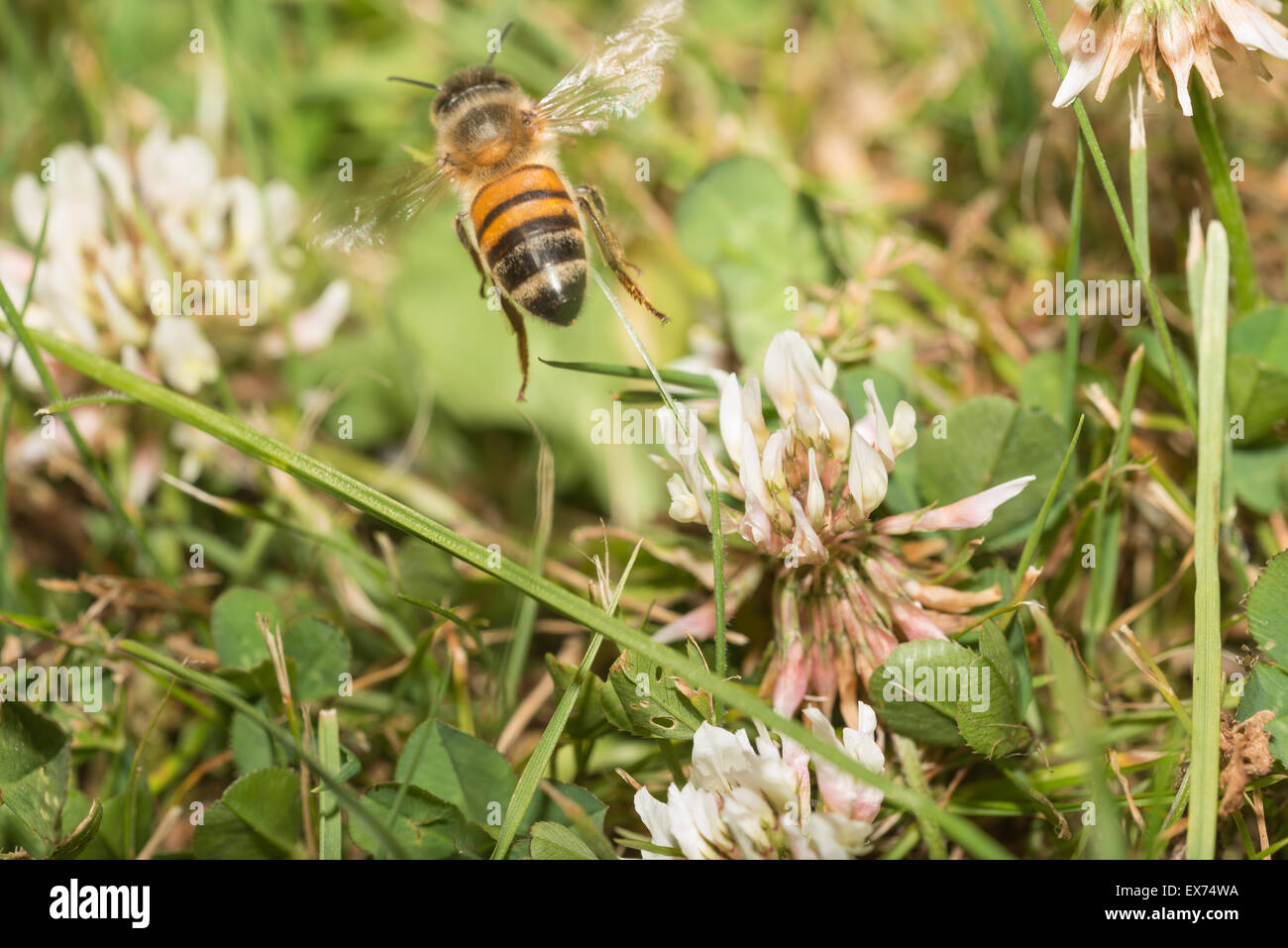 Honey bee worker using its long proboscis to drink nectar from white clover flowers before taking off Stock Photo