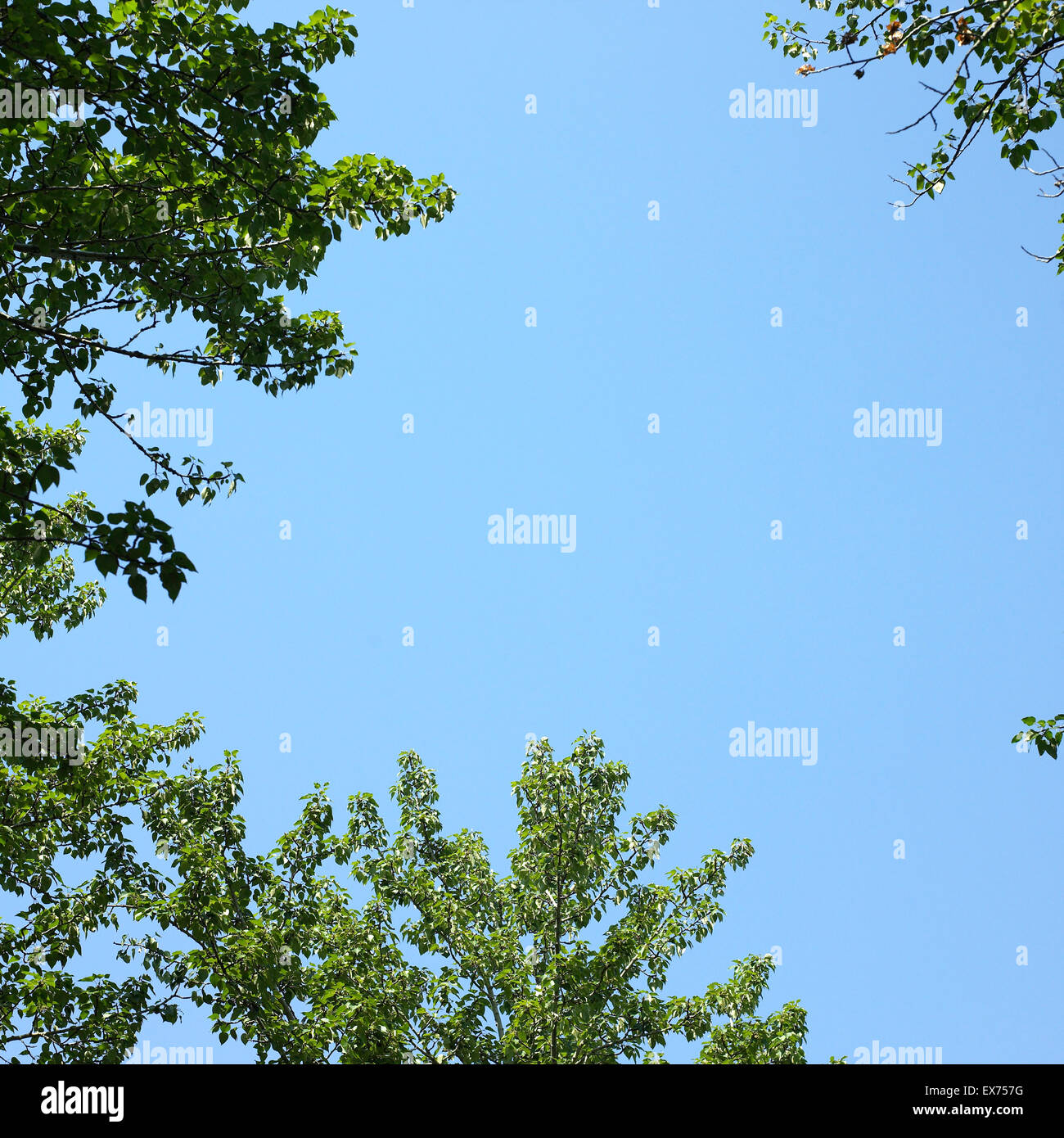 Tree branches with green leaves and blue sky Stock Photo - Alamy