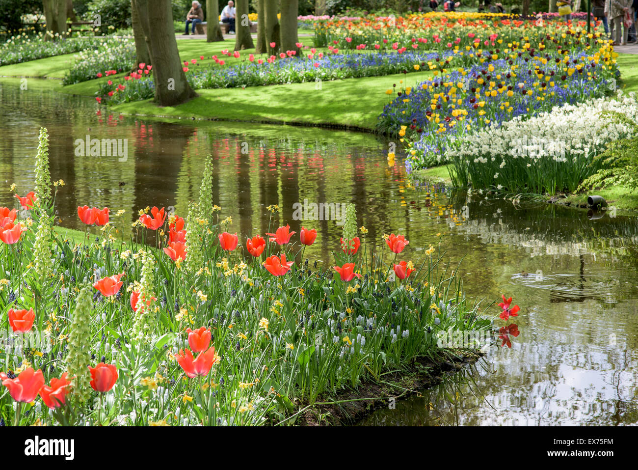 Tulips in Keukenhof garden in Netherlands Stock Photo - Alamy