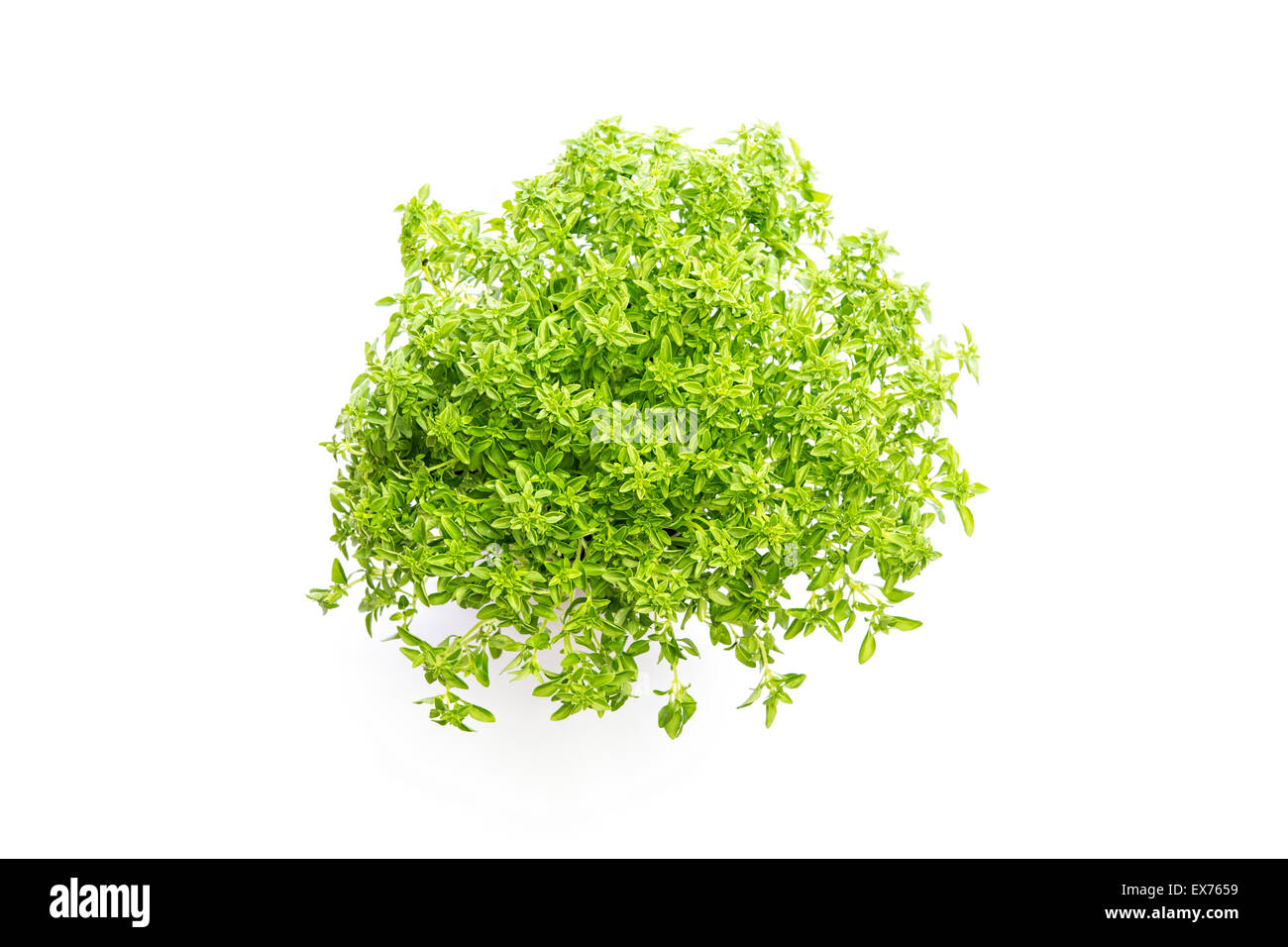 Tradicional holidays hires stock photography and images Alamy