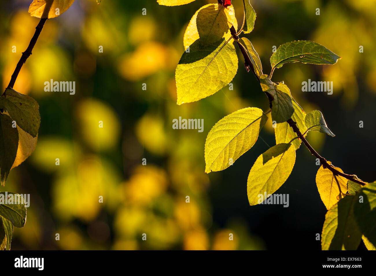Fresh green leaves background Stock Photo - Alamy