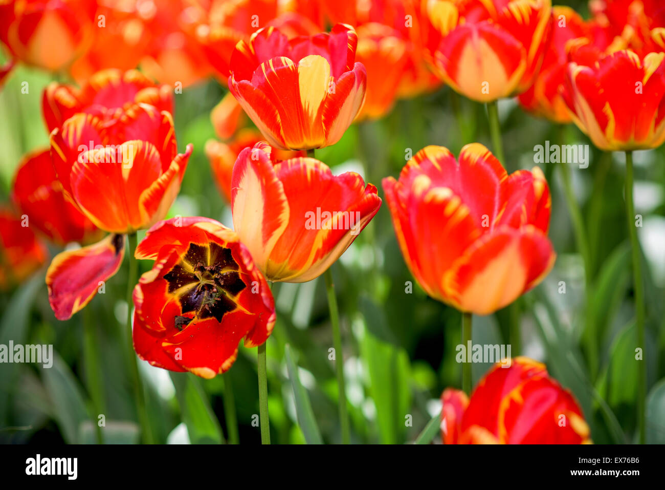 Tulips in Keukenhof garden in Netherlands Stock Photo - Alamy