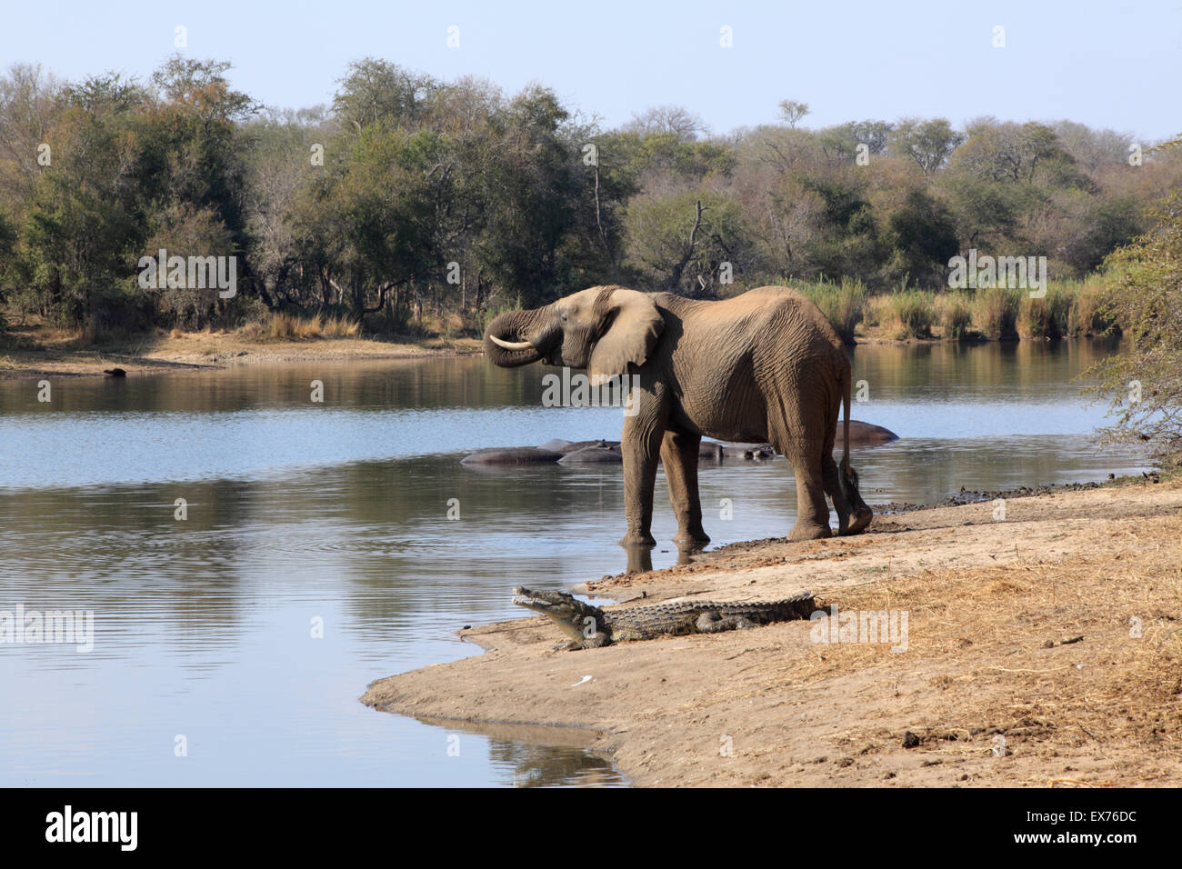 Elephant drinking water at Lake Panic, Kruger National Park in presence of a crocodile and hippopotamuses Stock Photo