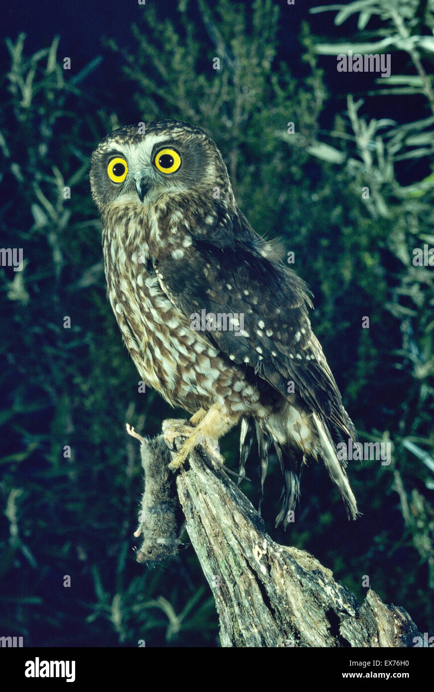 Southern Boobook Owl Ninox novaeseelandiae With mouse prey Photographed in Tasmania, Australia Stock Photo