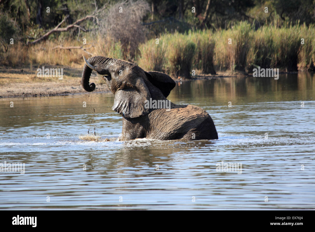 Elephant bathing in Lake Panic Stock Photo