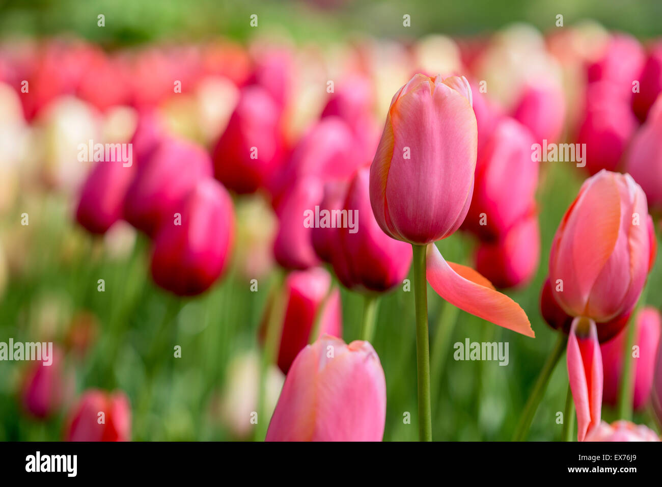 Tulips in Keukenhof garden in Netherlands Stock Photo - Alamy