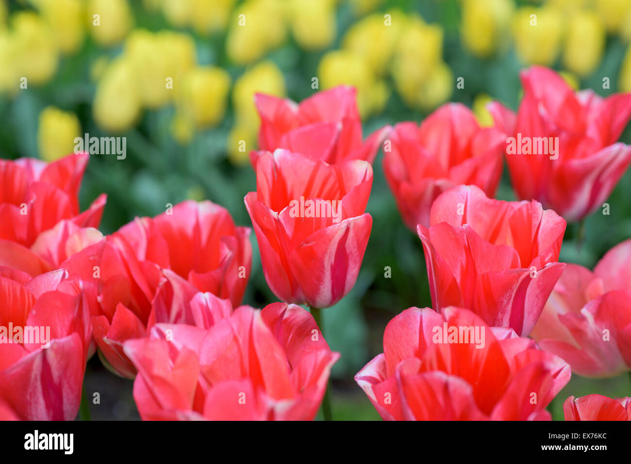 Tulips in Keukenhof garden in Netherlands Stock Photo - Alamy