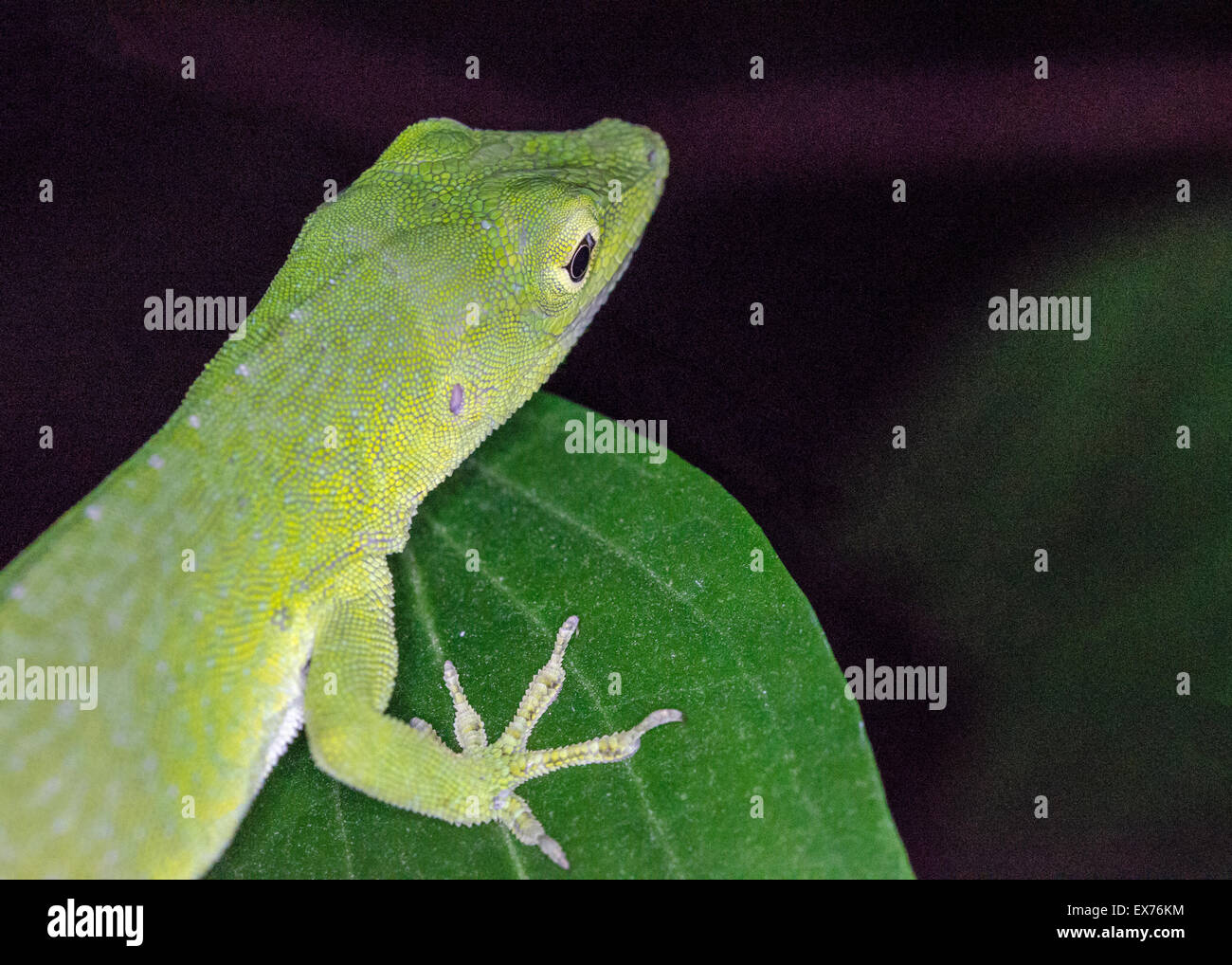 Neotropical Green Anole (Anolis biporcatus), Costa Rica Stock Photo Alamy