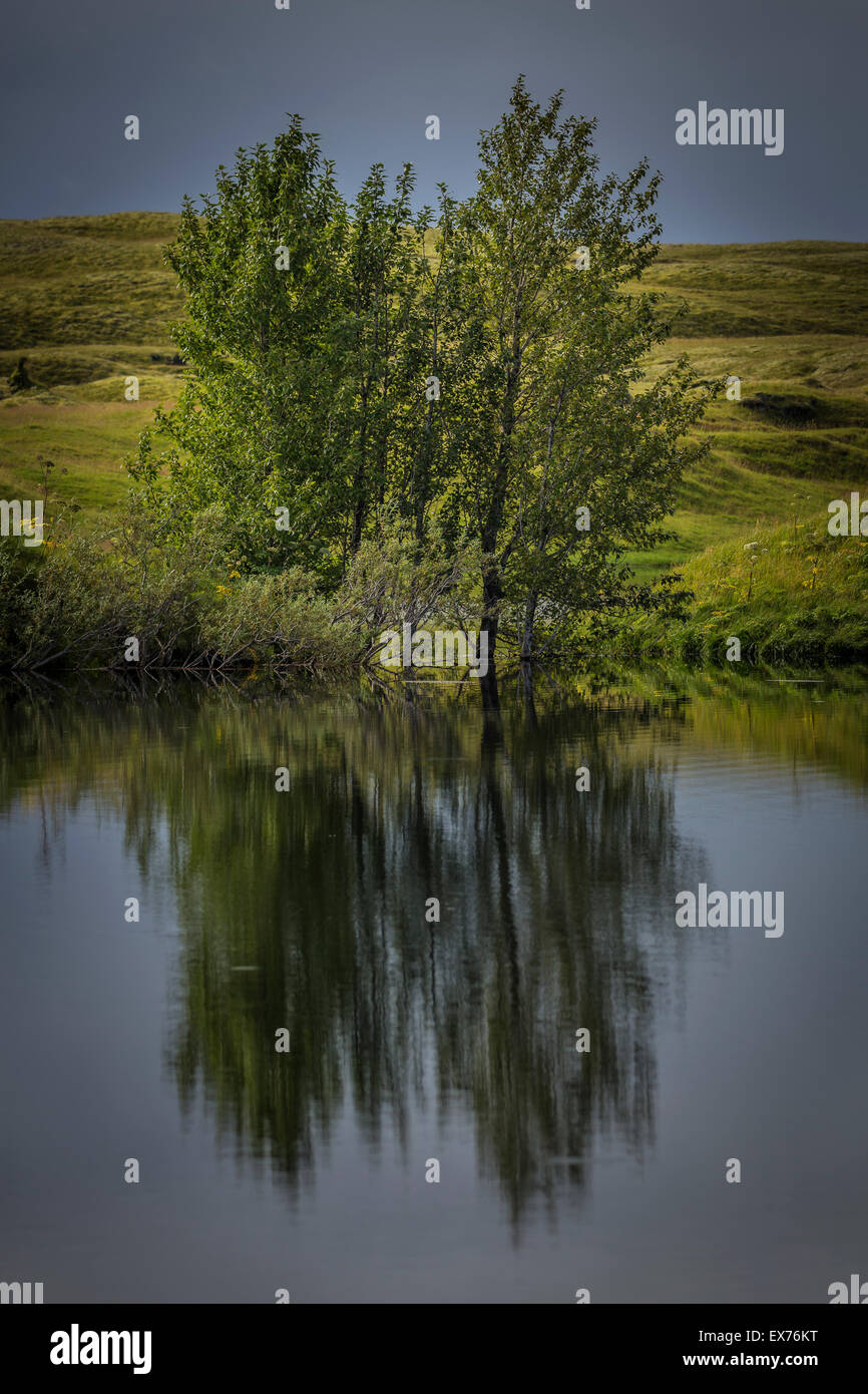 Birch tree with reflection in small creek, mirror image, Iceland Stock Photo