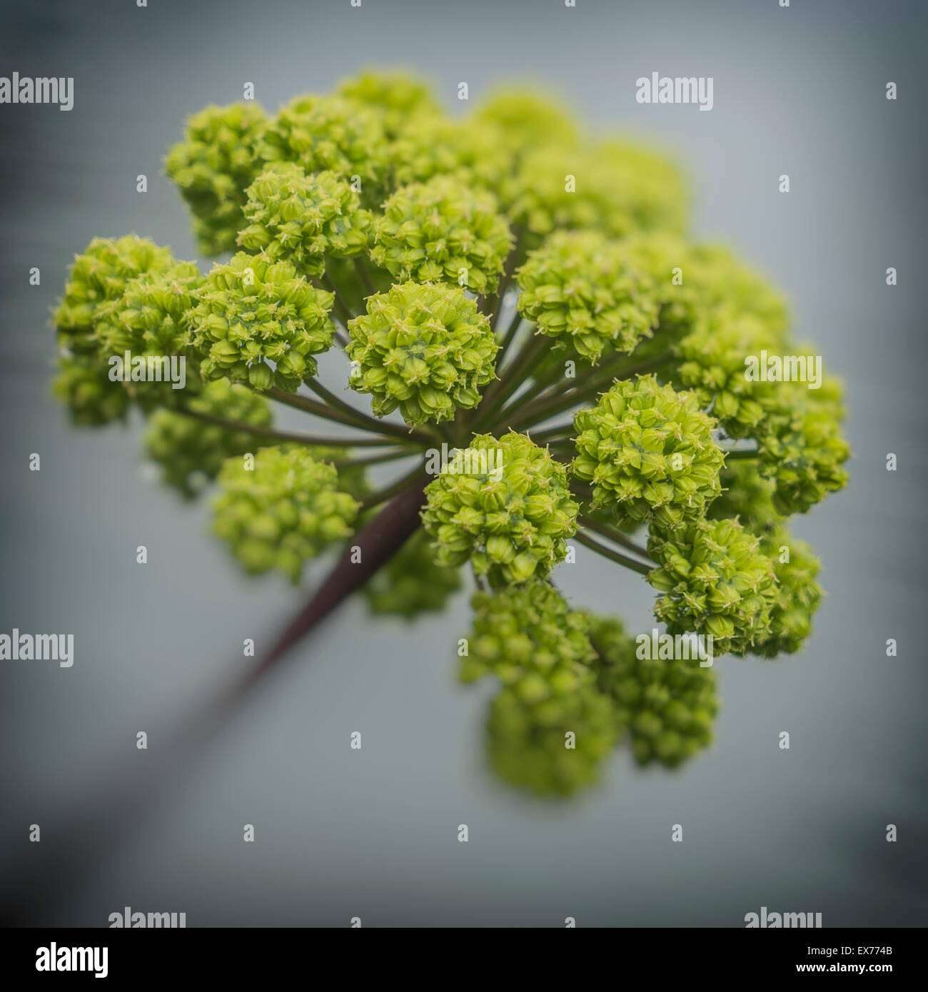 Angelica herb flowers in the summer, Iceland. Angelica is used extensively in herbal medicine. Stock Photo