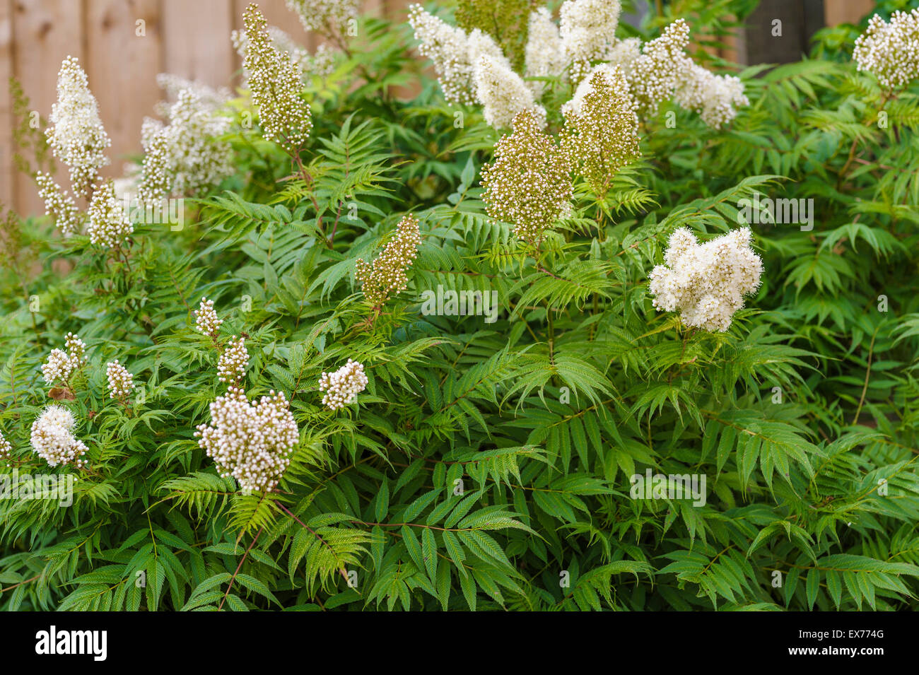 Sorbaria sorbifolia Stock Photo