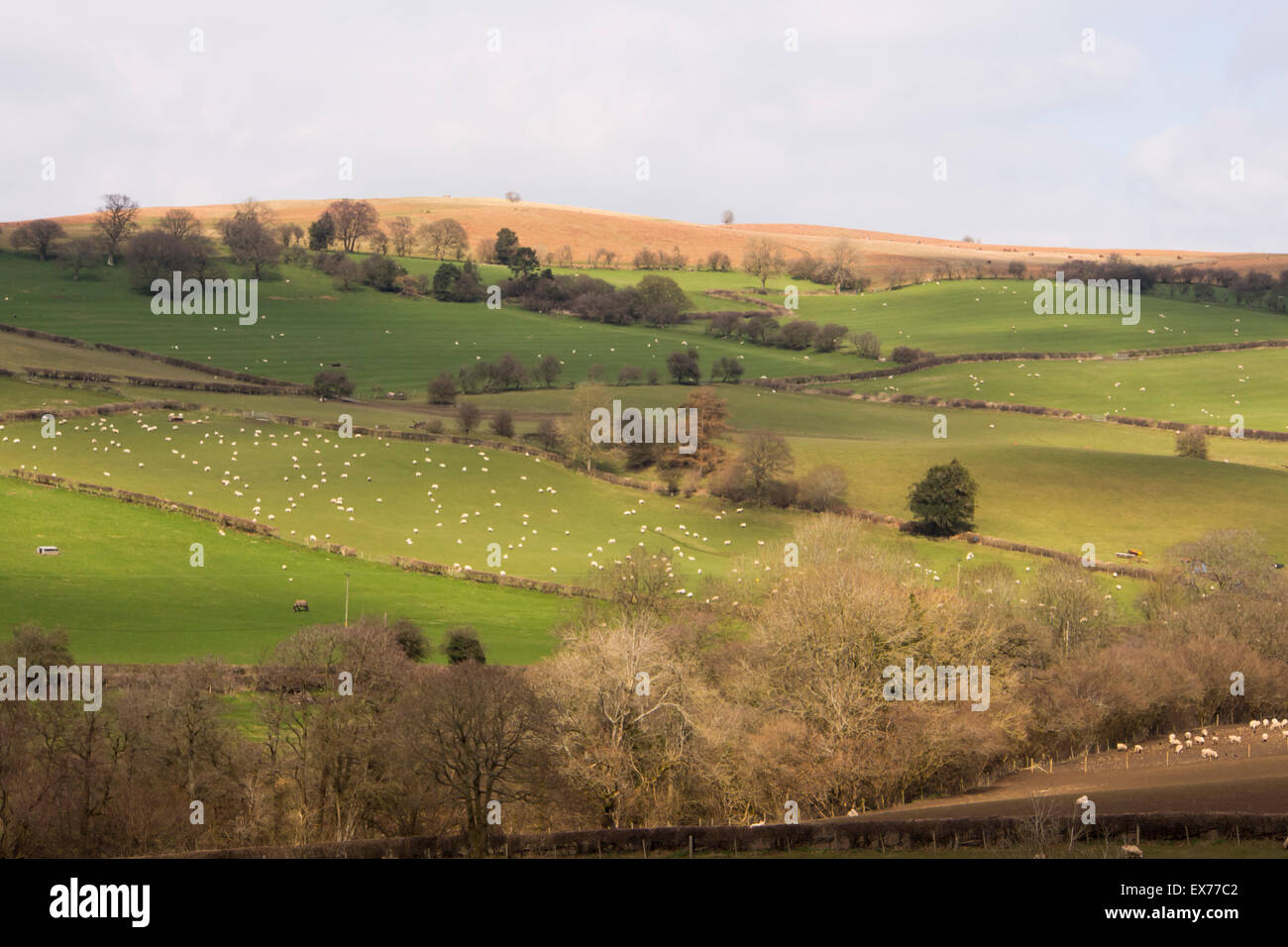 Sheep in fields near Newchurch, Powys, wales Stock Photo - Alamy