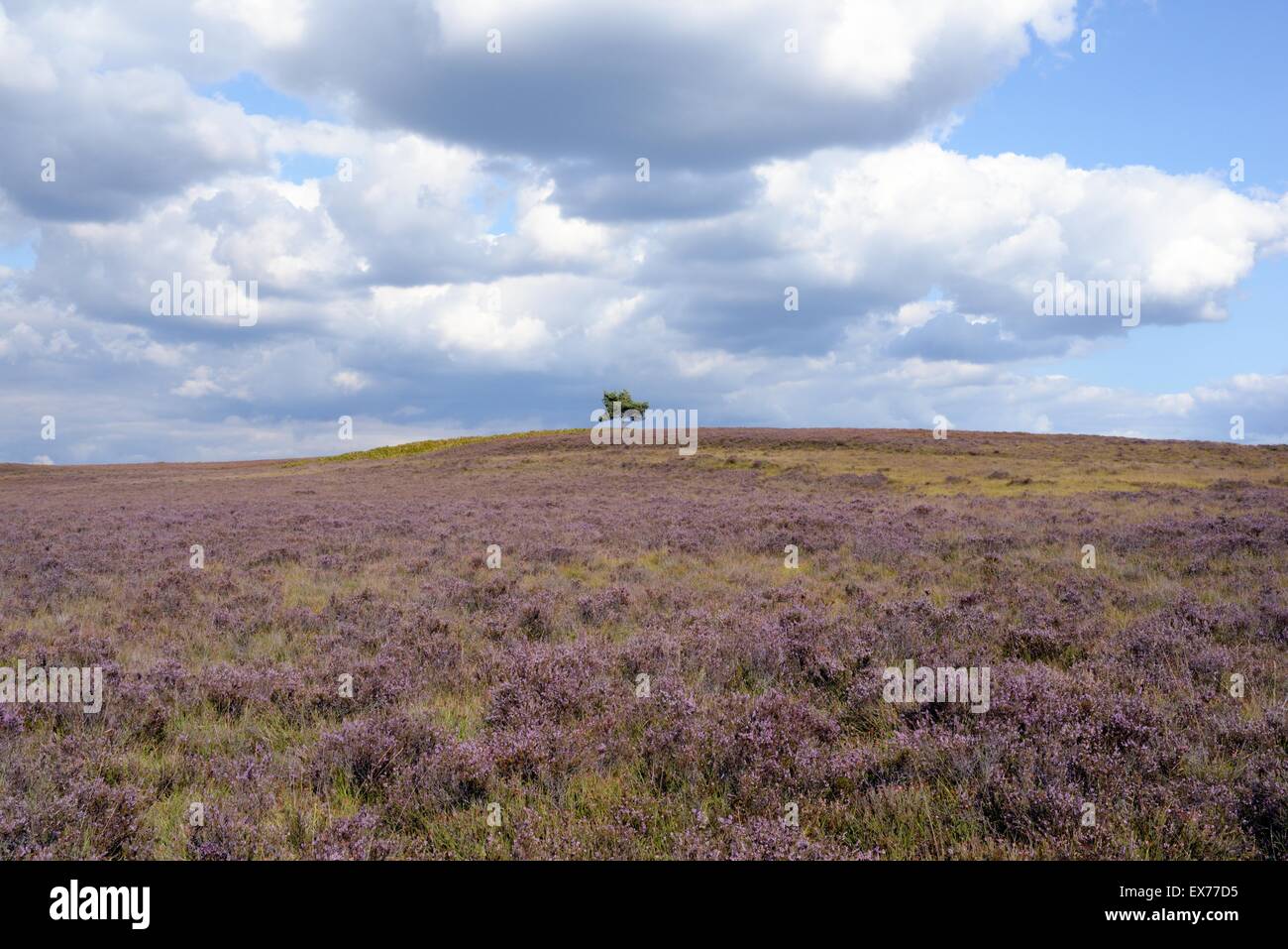 Solitary tree on top of hill among purple heather in August, New Forest, Hampshire, UK Stock Photo