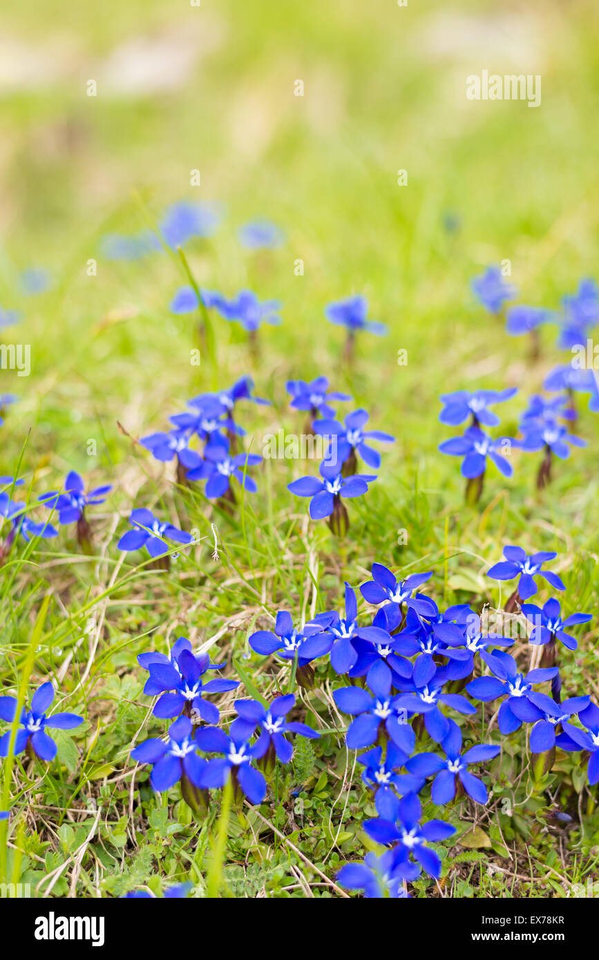 Macro shot of small alpine blue flowers (Gentiana brachyphylla) on natural green cushion at high altitude. Selective focus. Stock Photo