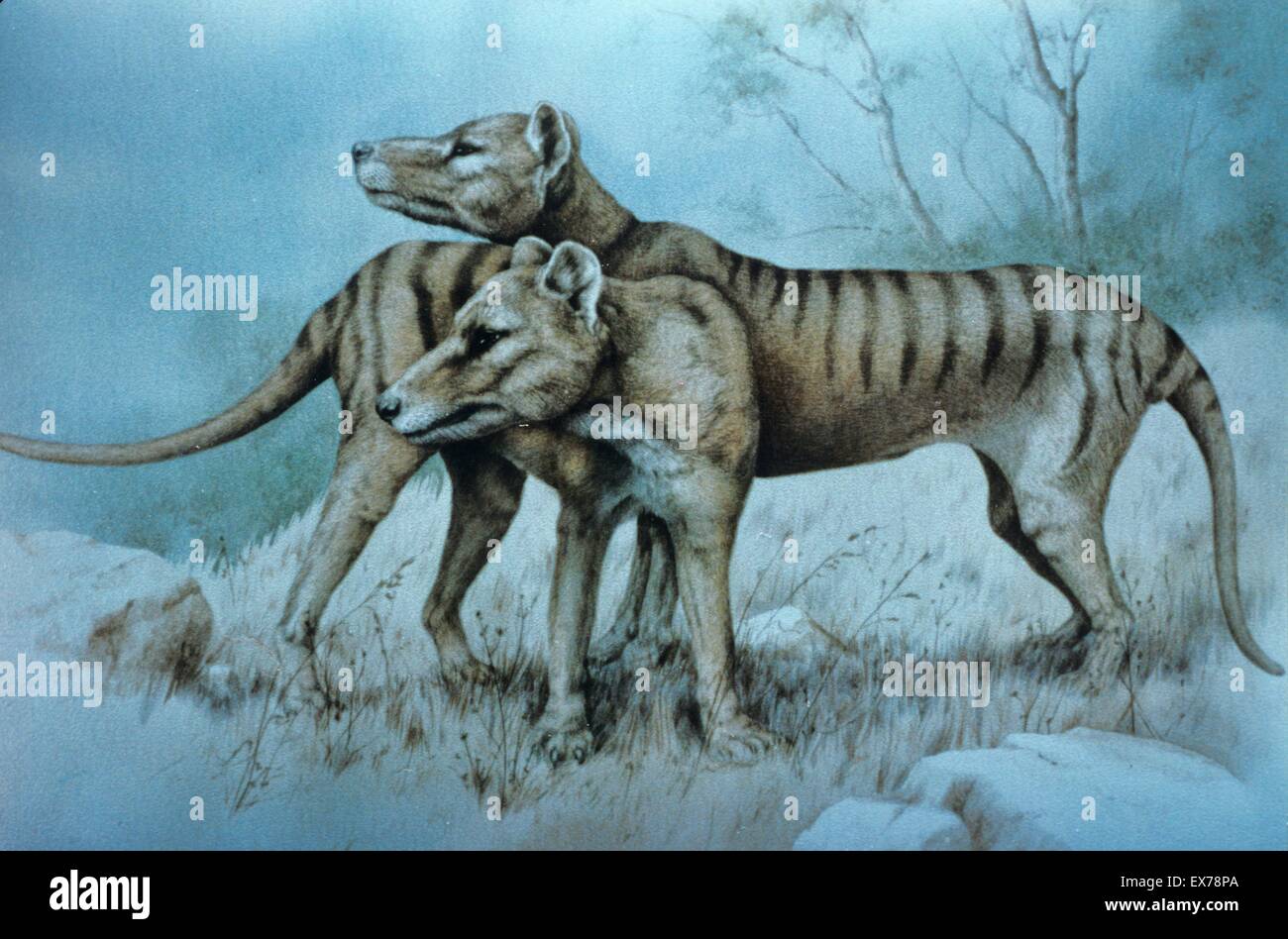 Thylacinus cynocephalus thylacine hi-res stock photography and images ...