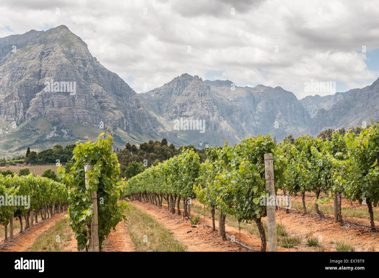 View of vineyards near Stellenbosch in the Western Cape Province of South Africa. The Simonsberg mountain is in the background Stock Photo