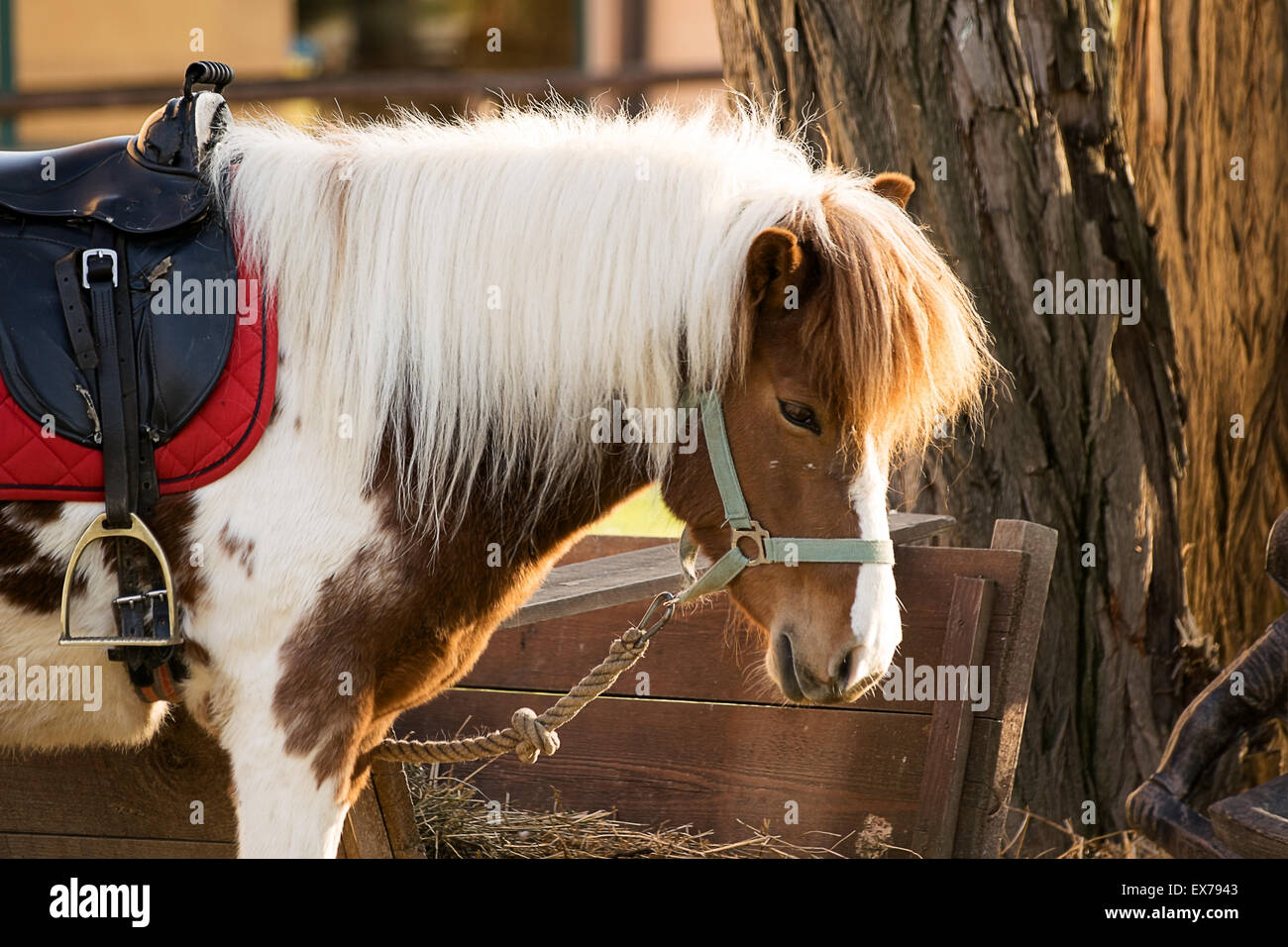 Portrait of white and brown saddled pony horse tied to  the cuddle. Stock Photo