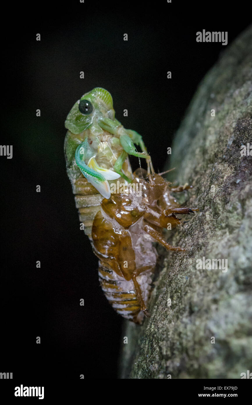 Cicada (Cicadidae) Emerging at Night Stock Photo